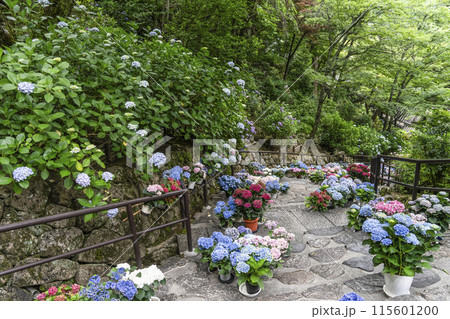 長谷寺（奈良県）あじさい回廊 115601200