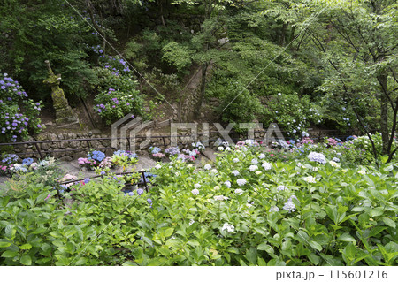 長谷寺(奈良県)あじさい回廊 長谷寺(奈良県)あじさい回廊 115601216