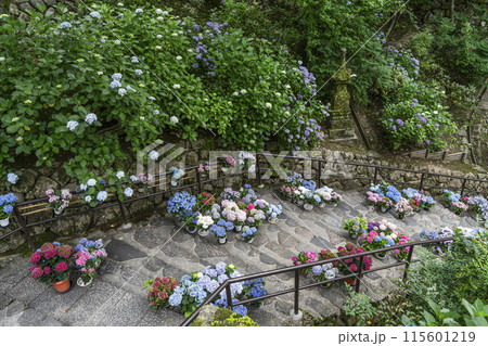 長谷寺（奈良県）あじさい回廊 115601219