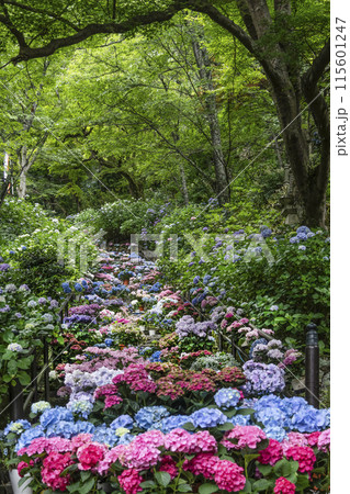 長谷寺（奈良県）あじさい回廊 115601247