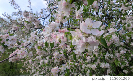 Close up shot of lush blooming apple tree with tender white pink flowers on branch, appletree in full blossom in spring garden at sunny day. With no people springtime season natural background. 115601269
