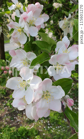 Closeup shot of lush blooming apple tree with white pink flowers on branch, appletree in full blossom in spring garden at sunny day. With no people springtime season vertical natural background. Closeup shot of lush blooming apple tree with white pink flowers on branch, appletree in full blossom in spring garden at sunny day. With no people springtime season vertical natural background. 115601270
