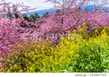 早春の神奈川県松田町　松田山の河津桜と菜の花 115601335