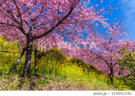 早春の神奈川県松田町 松田山の河津桜と菜の花 早春の神奈川県松田町 松田山の河津桜と菜の花 115601342