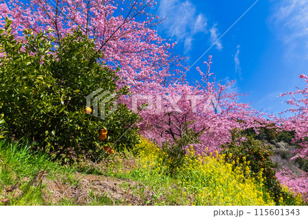 早春の神奈川県松田町 松田山の河津桜と菜の花 早春の神奈川県松田町 松田山の河津桜と菜の花 115601343