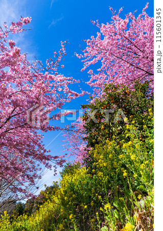 早春の神奈川県松田町 松田山の河津桜と菜の花 早春の神奈川県松田町 松田山の河津桜と菜の花 115601345