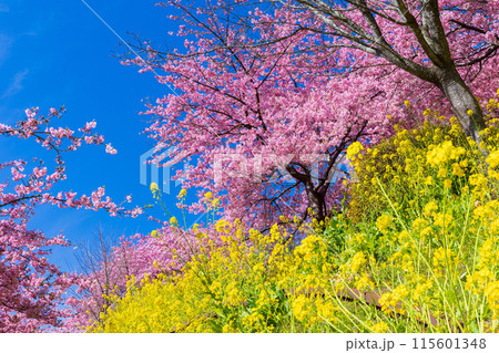 早春の神奈川県松田町　松田山の河津桜と菜の花 115601348