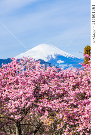 早春の神奈川県松田町　松田山の河津桜と富士山 115601361