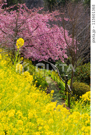 早春の神奈川県松田町 松田山の河津桜と菜の花 早春の神奈川県松田町 松田山の河津桜と菜の花 115601368