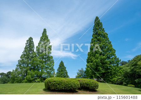 青空の下で育つ公園の緑豊かな樹木 115601488