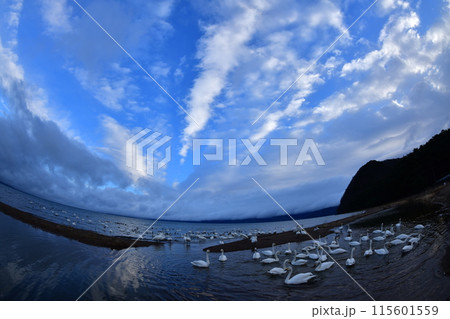 猪苗代の白鳥 115601559