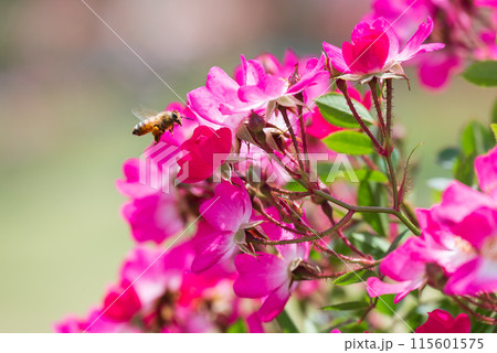 蜜集めに飛ぶミツバチ 蜜集めに飛ぶミツバチ 115601575