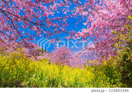 早春の神奈川県松田町 松田山の河津桜と菜の花 早春の神奈川県松田町 松田山の河津桜と菜の花 115601584