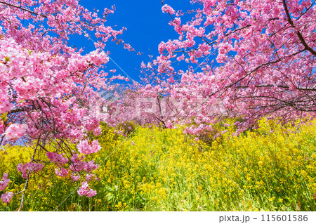 早春の神奈川県松田町　松田山の河津桜と菜の花 115601586