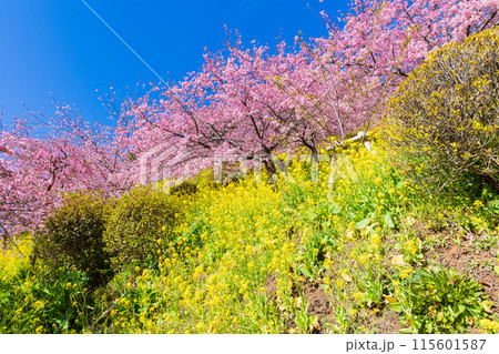 早春の神奈川県松田町　松田山の河津桜と菜の花 115601587
