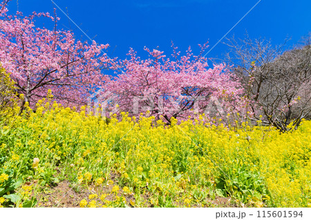早春の神奈川県松田町　松田山の河津桜と菜の花 115601594