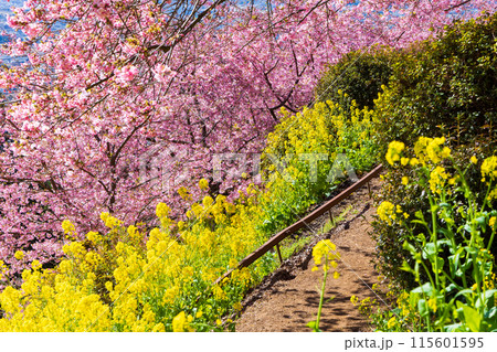 早春の神奈川県松田町 松田山の河津桜と菜の花 早春の神奈川県松田町 松田山の河津桜と菜の花 115601595