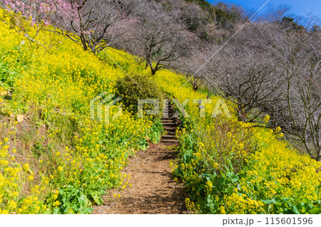早春の神奈川県松田町 松田山の菜の花 早春の神奈川県松田町 松田山の菜の花 115601596