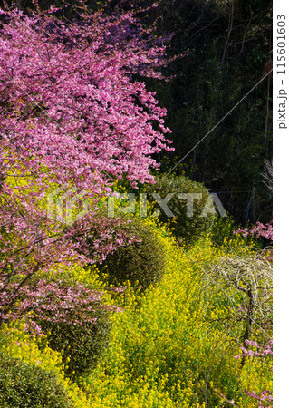 早春の神奈川県松田町　松田山の河津桜と菜の花 115601603