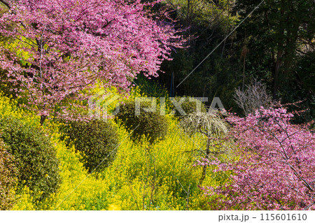 早春の神奈川県松田町　松田山の河津桜と菜の花 115601610