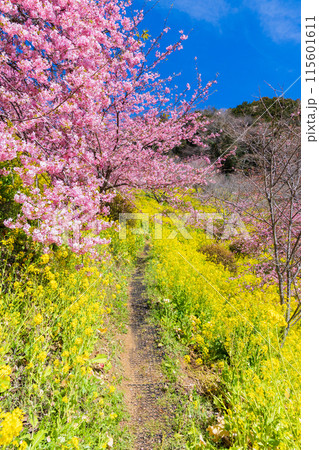 早春の神奈川県松田町 松田山の河津桜と菜の花 早春の神奈川県松田町 松田山の河津桜と菜の花 115601611
