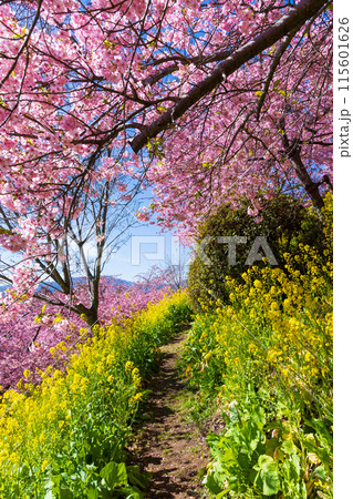 早春の神奈川県松田町　松田山の河津桜と菜の花 115601626