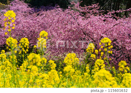 早春の神奈川県松田町 松田山の河津桜と菜の花 早春の神奈川県松田町 松田山の河津桜と菜の花 115601632