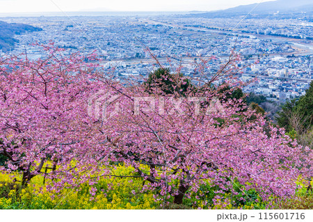 早春の神奈川県松田町 松田山の河津桜と菜の花 早春の神奈川県松田町 松田山の河津桜と菜の花 115601716