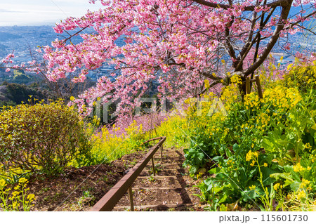 早春の神奈川県松田町　松田山の河津桜と菜の花 115601730