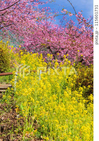 早春の神奈川県松田町　松田山の河津桜と菜の花 115601731