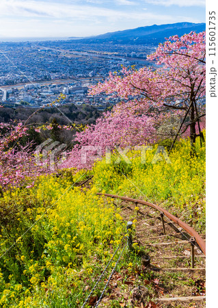 早春の神奈川県松田町　松田山の河津桜と菜の花 115601735