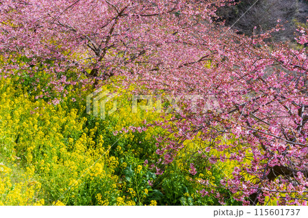 早春の神奈川県松田町 松田山の河津桜と菜の花 早春の神奈川県松田町 松田山の河津桜と菜の花 115601737