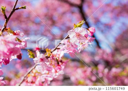 早春の神奈川県松田町 松田山の河津桜 早春の神奈川県松田町 松田山の河津桜 115601749