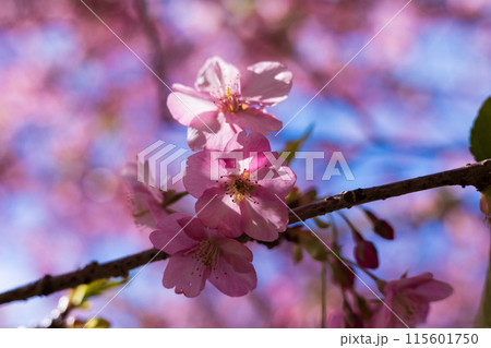 早春の神奈川県松田町　松田山の河津桜 115601750