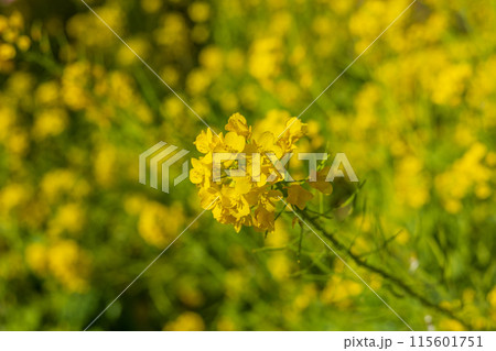 早春の神奈川県松田町 松田山の菜の花 早春の神奈川県松田町 松田山の菜の花 115601751