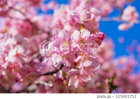 早春の神奈川県松田町　松田山の河津桜と菜の花 115601752