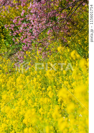 早春の神奈川県松田町　松田山の河津桜と菜の花 115601754