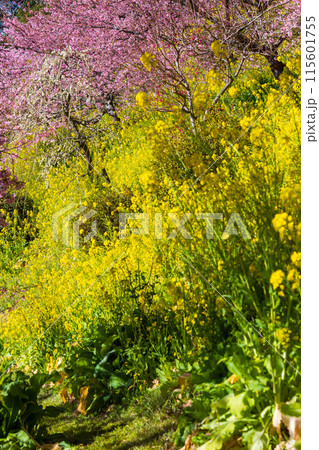 早春の神奈川県松田町　松田山の河津桜と菜の花 115601755
