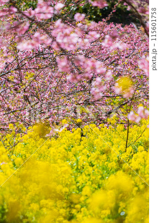 早春の神奈川県松田町 松田山の河津桜と菜の花 早春の神奈川県松田町 松田山の河津桜と菜の花 115601758