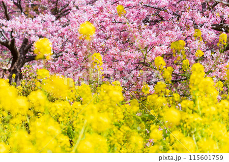 早春の神奈川県松田町 松田山の河津桜と菜の花 早春の神奈川県松田町 松田山の河津桜と菜の花 115601759