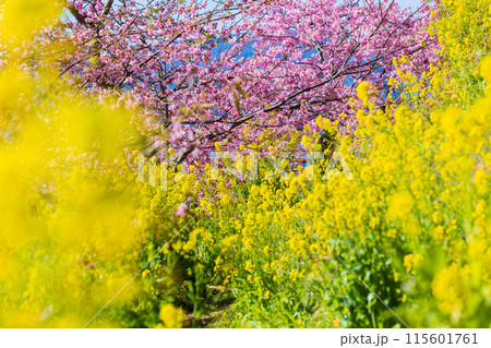 早春の神奈川県松田町　松田山の河津桜と菜の花 115601761