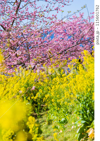 早春の神奈川県松田町 松田山の河津桜と菜の花 早春の神奈川県松田町 松田山の河津桜と菜の花 115601762