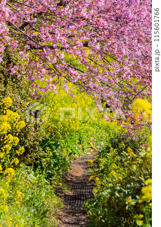早春の神奈川県松田町　松田山の河津桜と菜の花 115601766