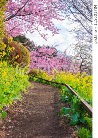 早春の神奈川県松田町　松田山の河津桜と菜の花 115601784