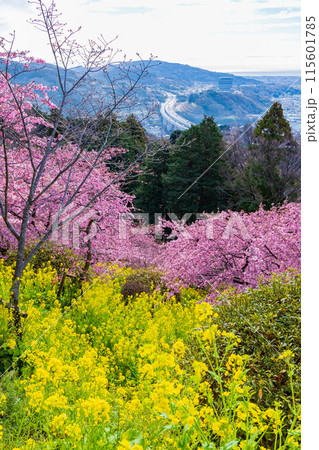 早春の神奈川県松田町　松田山の河津桜と菜の花 115601785