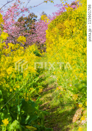 早春の神奈川県松田町 松田山の河津桜と菜の花 早春の神奈川県松田町 松田山の河津桜と菜の花 115601786