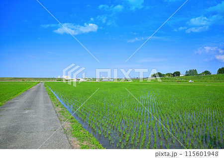 あぜ道 田植え後の水田 地元景観 田園風景 さいたま市 あぜ道 田植え後の水田 地元景観 田園風景 さいたま市 115601948