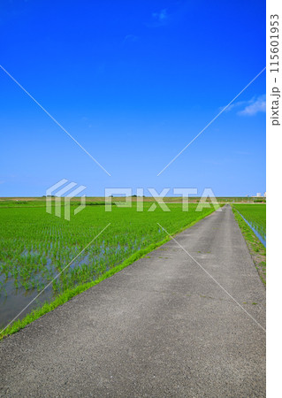 あぜ道 田植え後の水田 地元景観 田園風景 さいたま新都心方面 あぜ道 田植え後の水田 地元景観 田園風景 さいたま新都心方面 115601953