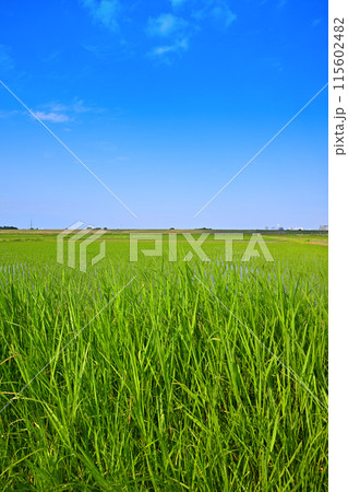 田植え後の水田 地元景観 田園風景 さいたま新都心方面 田植え後の水田 地元景観 田園風景 さいたま新都心方面 115602482