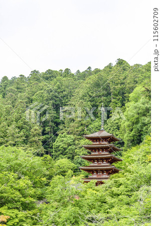 6月の長谷寺(奈良県)本堂外舞台から望む五重塔 6月の長谷寺(奈良県)本堂外舞台から望む五重塔 115602709